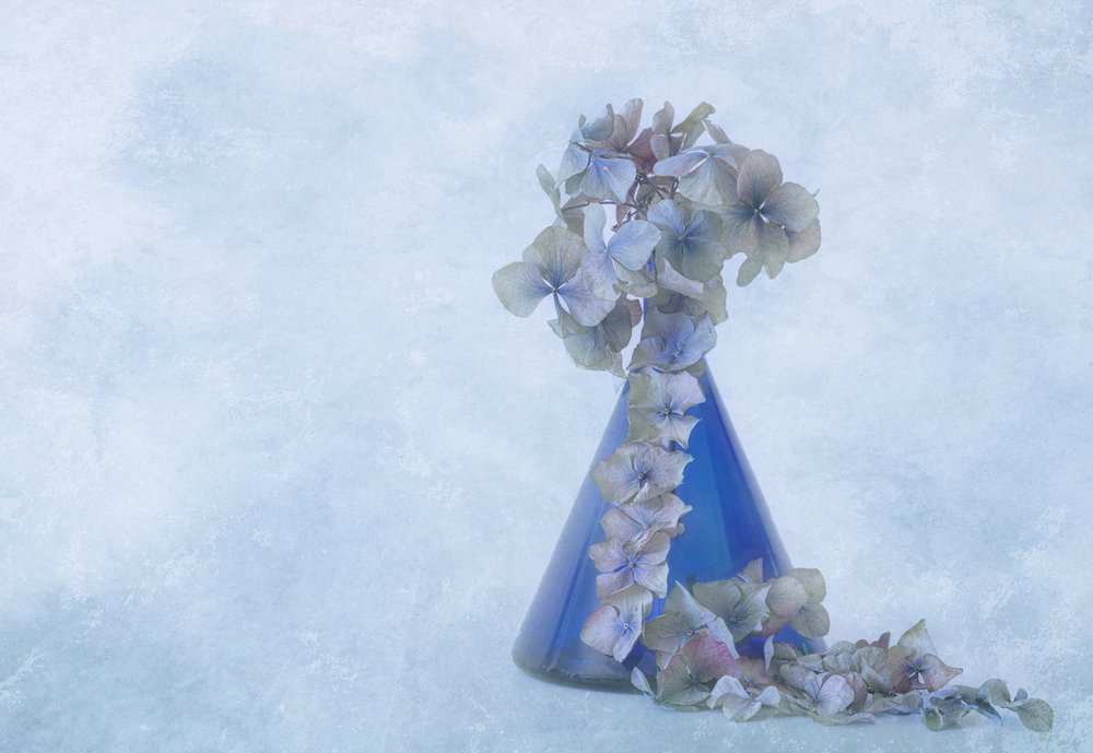 Blue Hydrangea Still Life by Marie-anne Stas