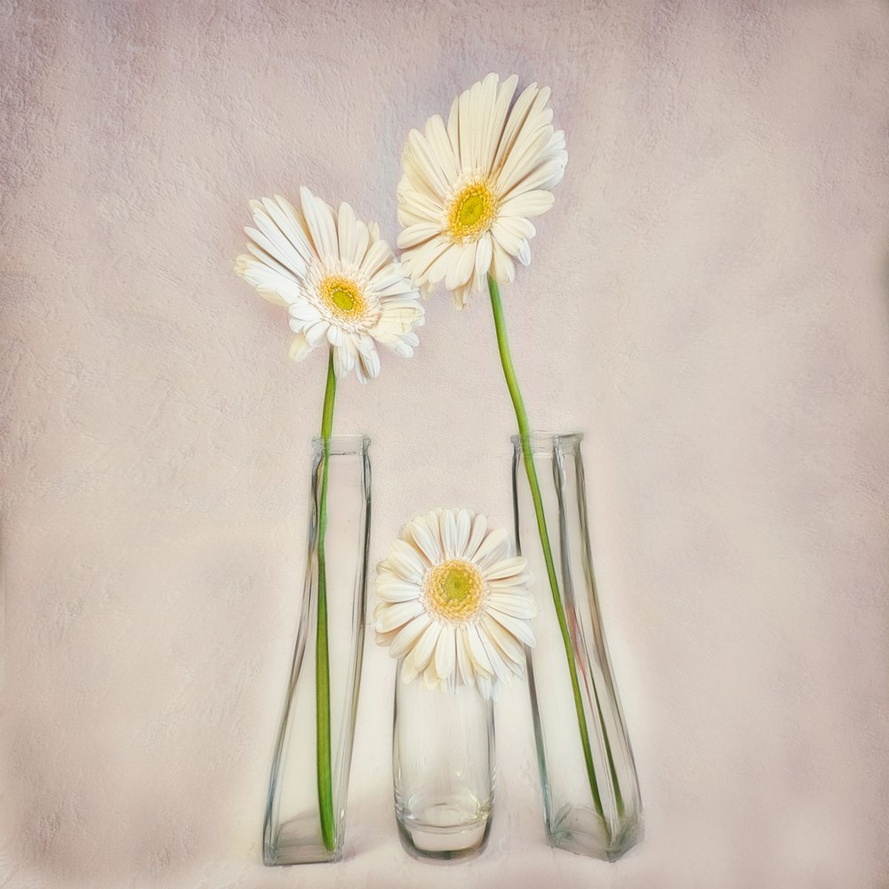 Elegant White Gerberas by Marie-anne Stas
