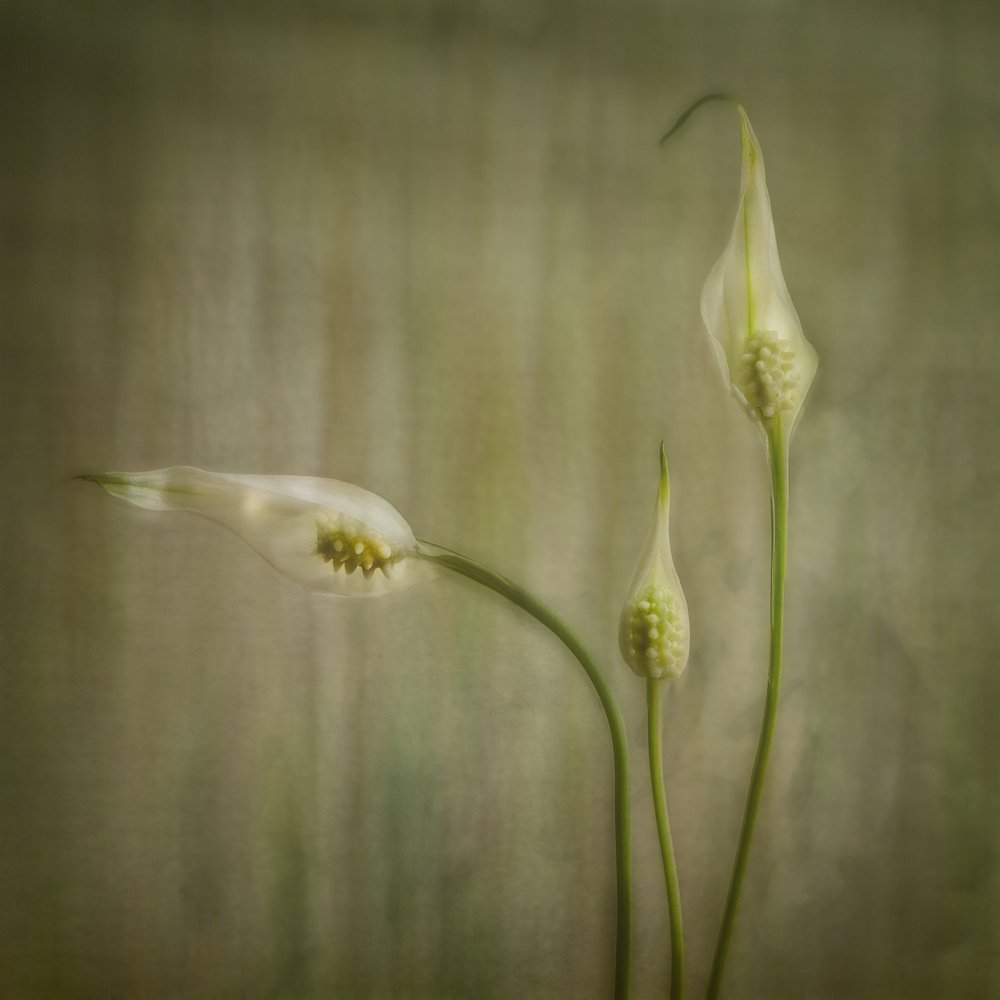 Serene Lily Blooms by Marie-anne Stas
