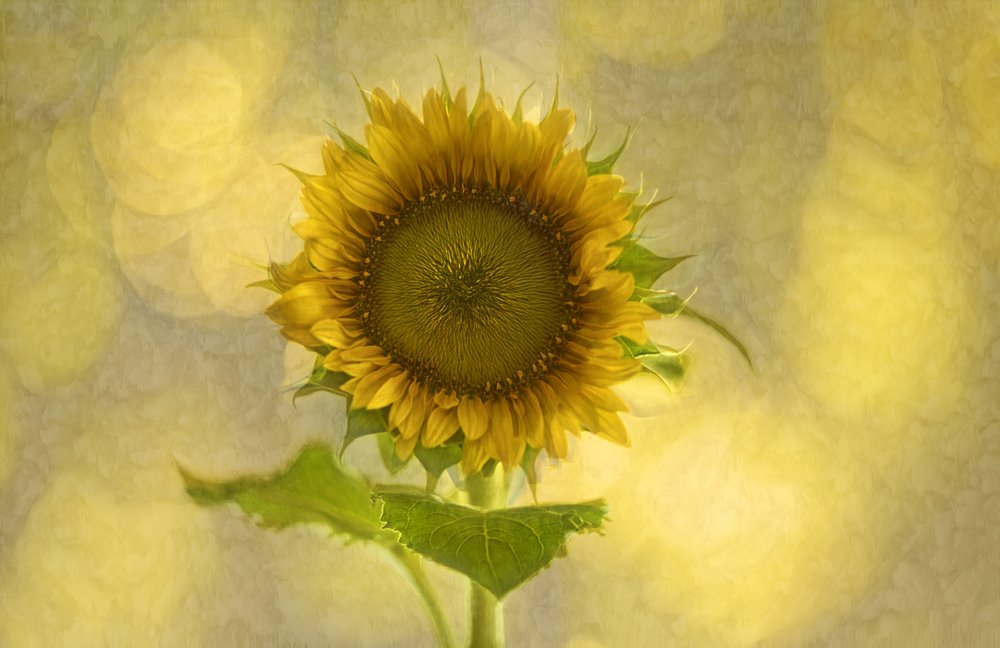 Soft Golden Sunflower by Marie-anne Stas