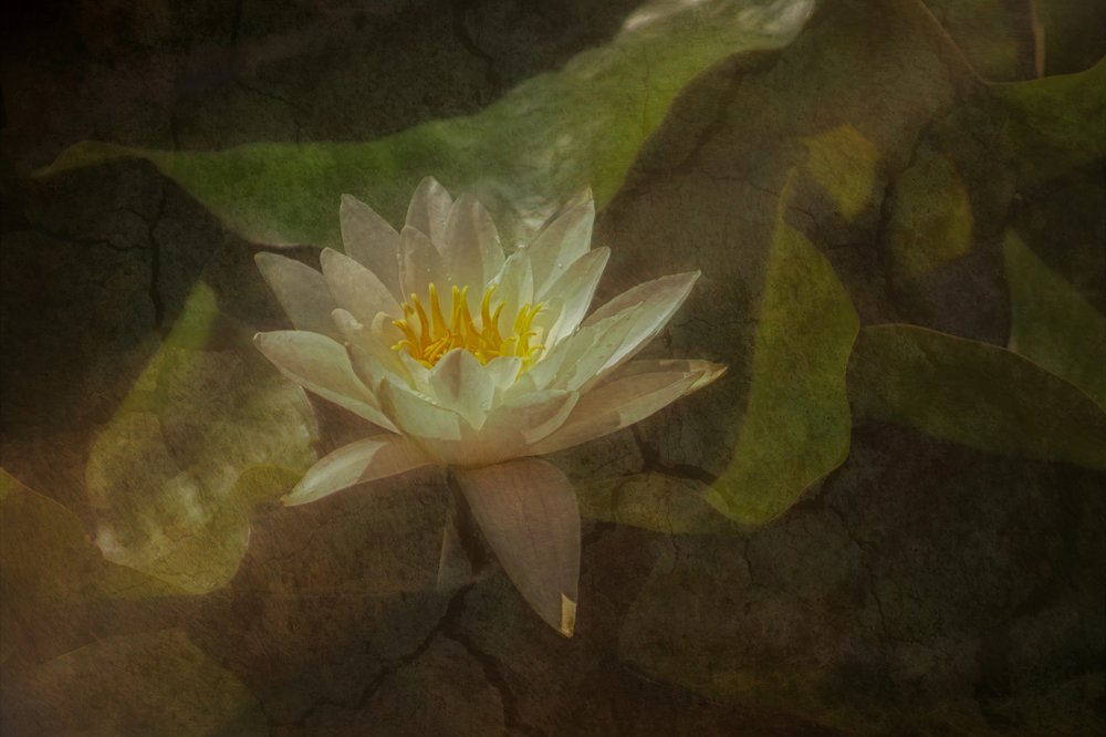 Tranquil Water Lily by Marie-anne Stas