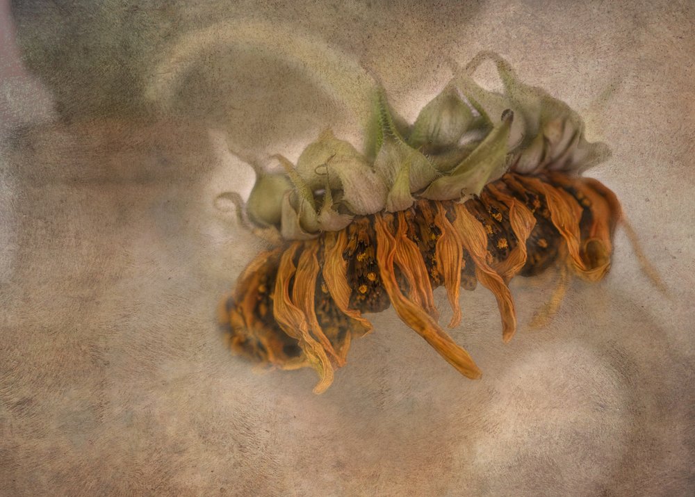 Wilted Sunflower Beauty by Marie-anne Stas