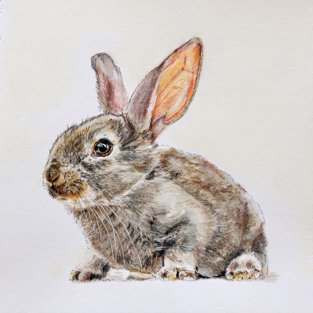 Cute Baby Bunny by Marina Kozyr