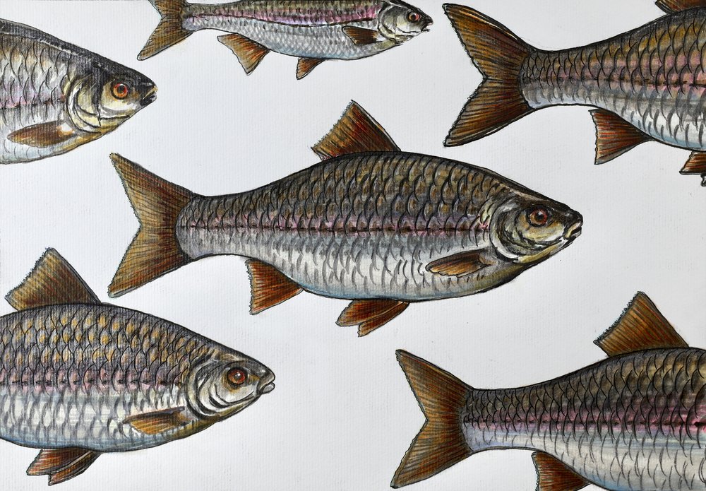 Swimming Fish Illustration by Marina Kozyr