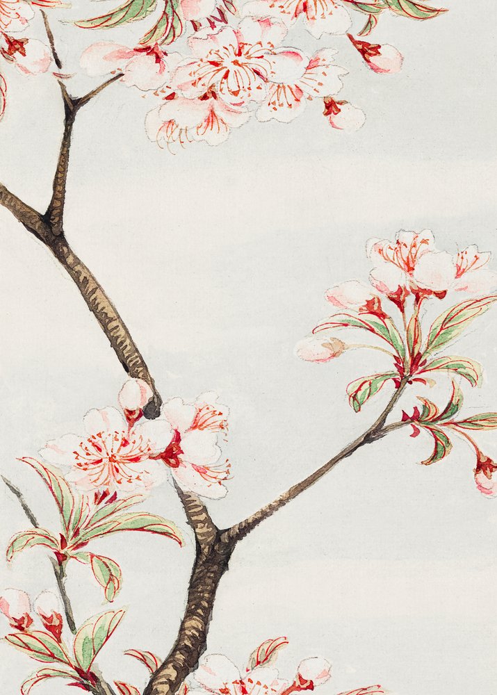 Sakura Cherry During 1870–1880 by Megata Morikaga