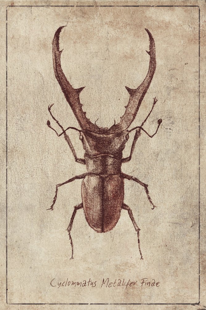 Antique Beetle Illustration by Mike Koubou