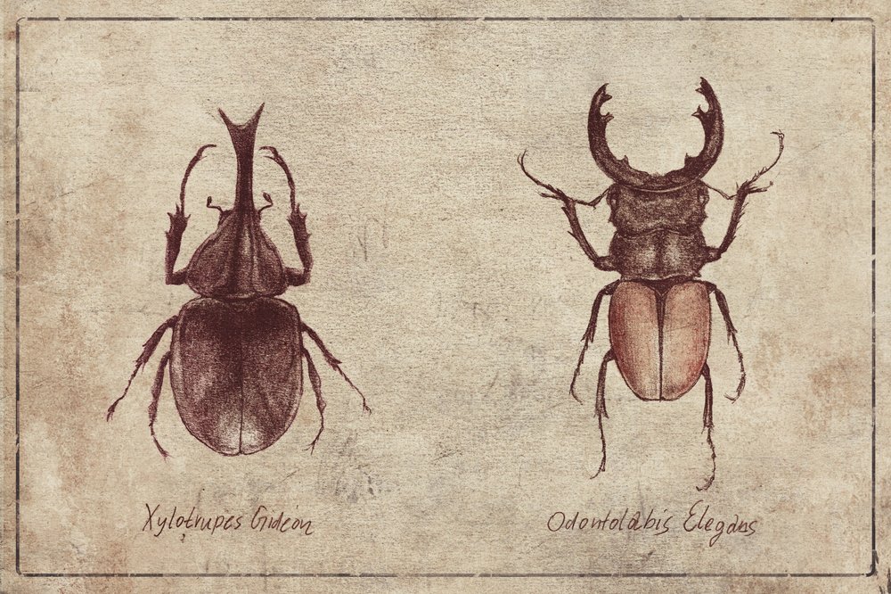 Beetle Illustrations by Mike Koubou