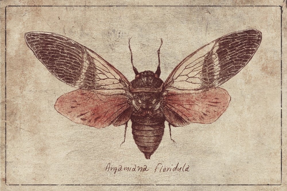 Curious Cicada Charm by Mike Koubou