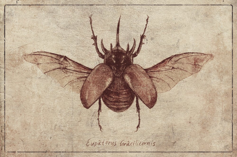 Eupatorus Gracilicornis Copy by Mike Koubou