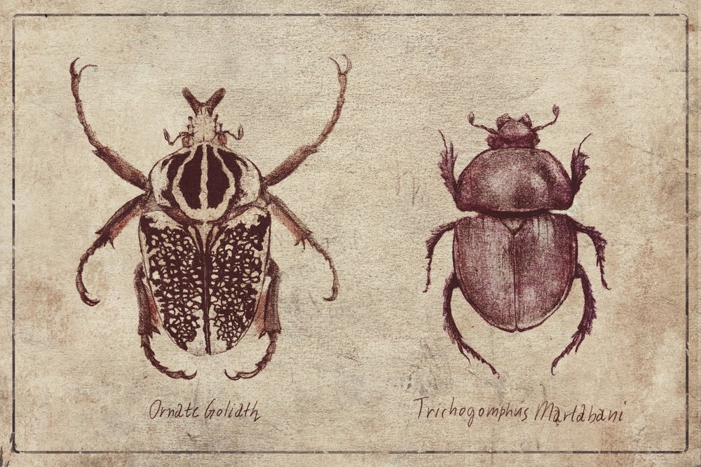 Insect Specimens by Mike Koubou