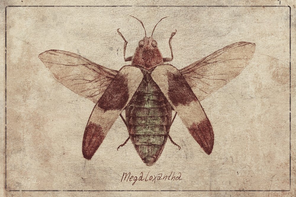 Vintage Insect Illustration by Mike Koubou