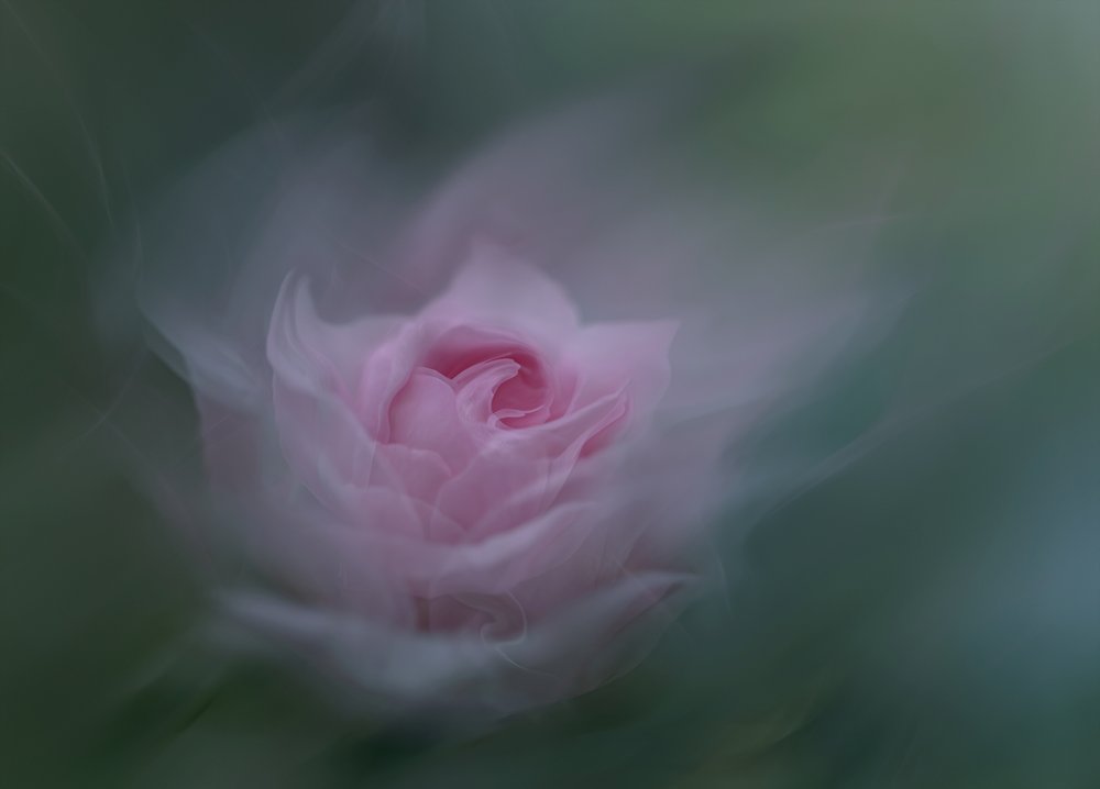 Dreamy Pink Rose by Molly Fu APA