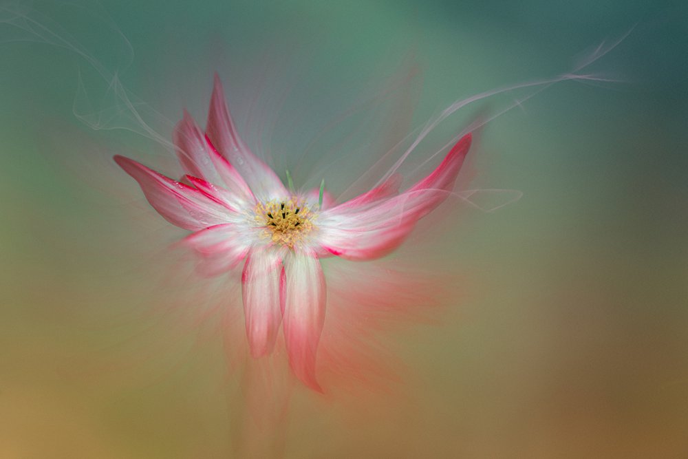 Ethereal Pink Flower by Molly Fu APA