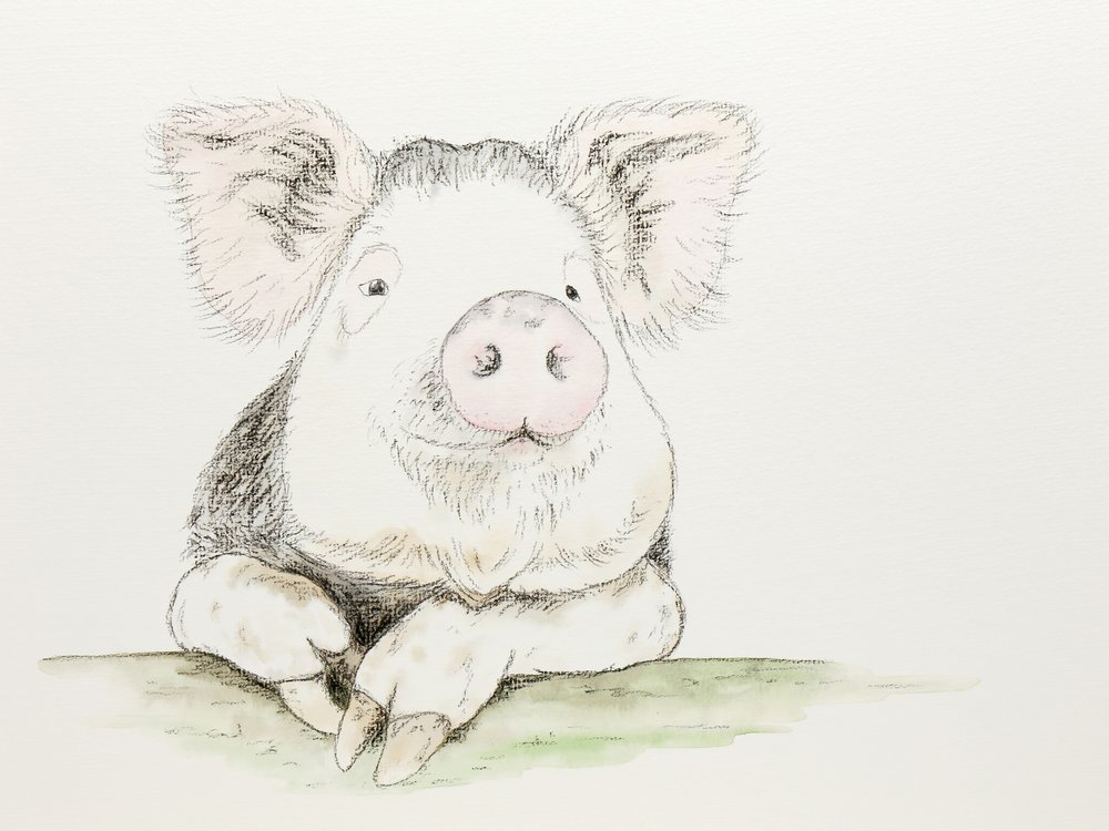 Cute Watercolor Pig by Natalie Bruns