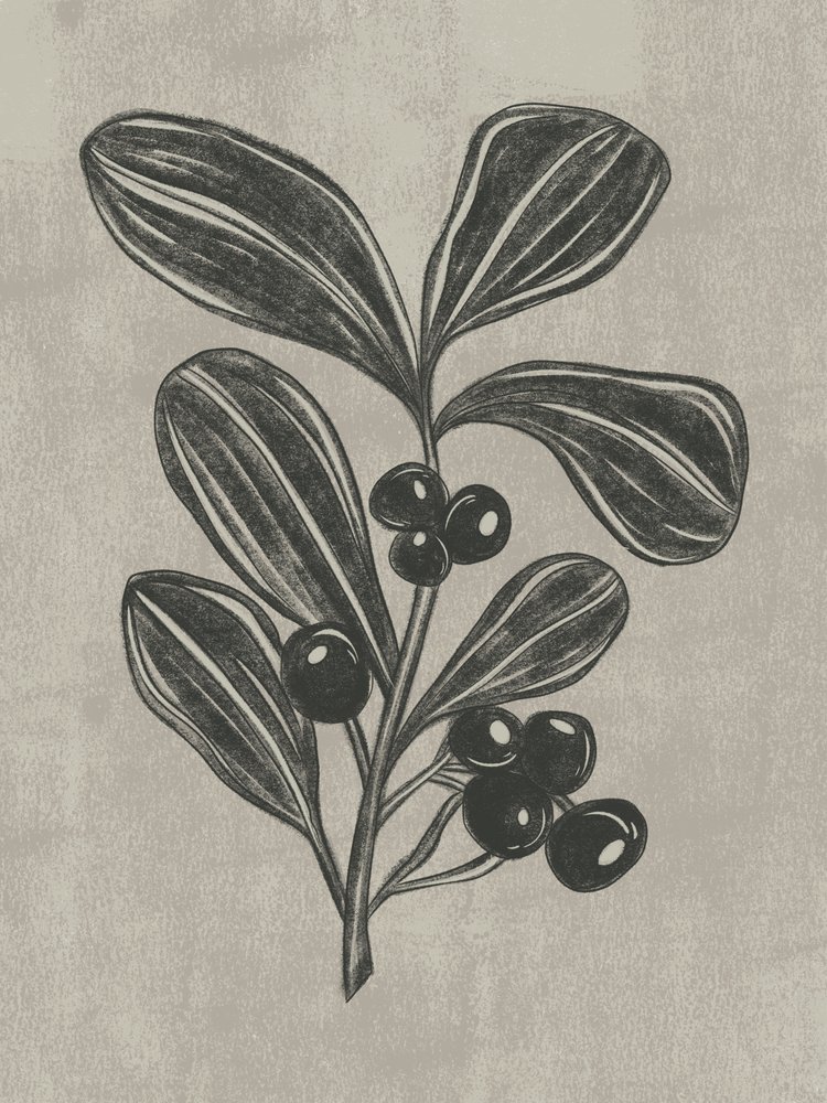 Botanical Berry Sketch by Nikita Jariwala