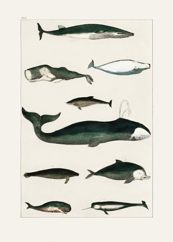 Vintage Whale Poster by Oliver Goldsmith