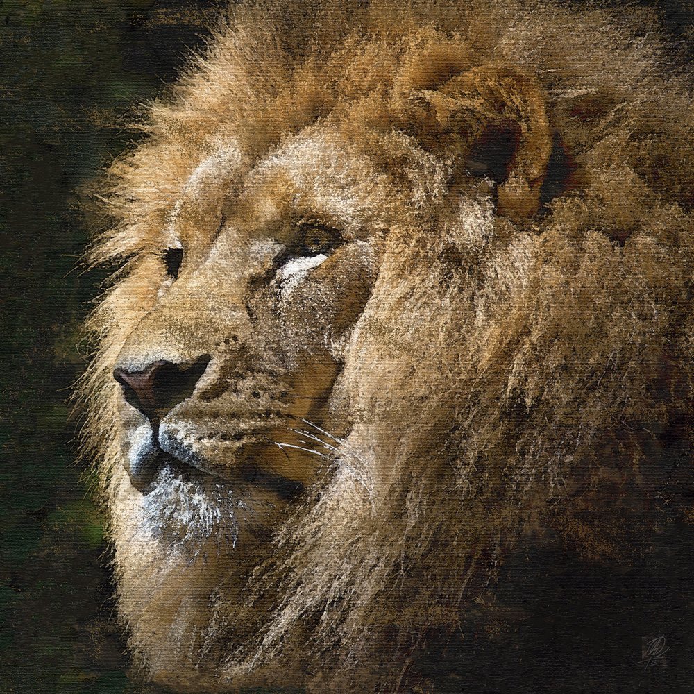 Majestic Golden Lion by Osvaldo Russo