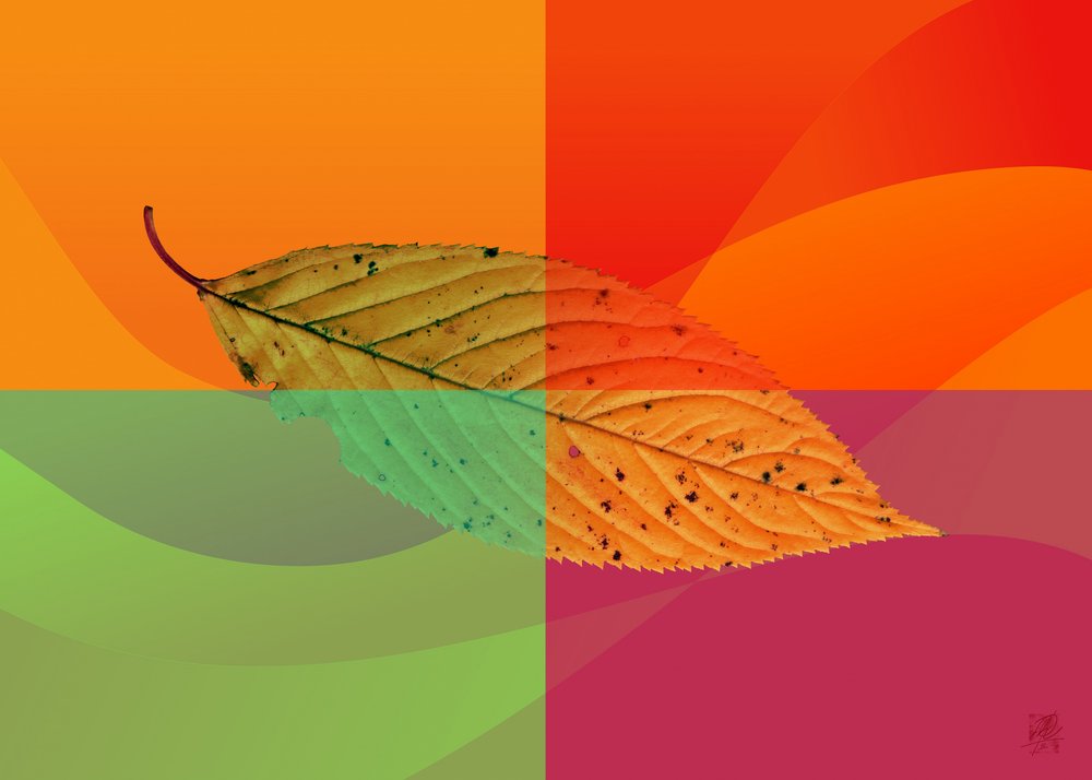 Vibrant Autumn Leaf by Osvaldo Russo