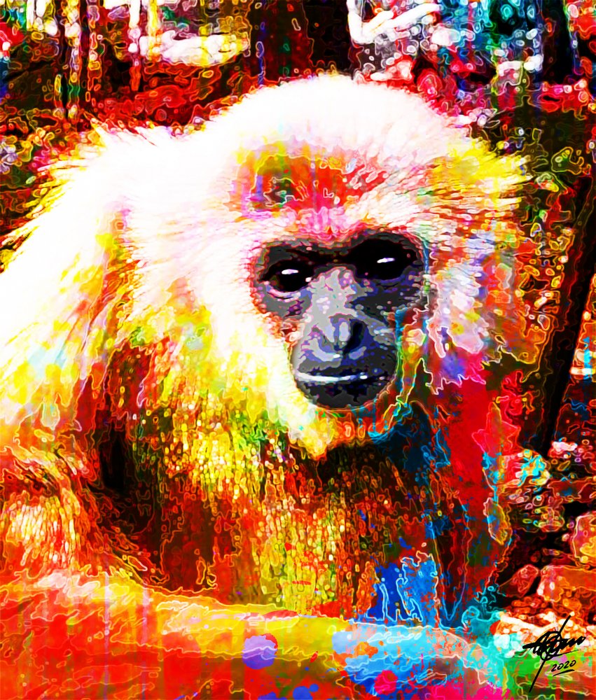 Vibrant Gibbon Portrait by Osvaldo Russo