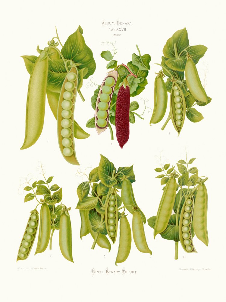 Peas From Album Benary (1876 1886) by PictufyErnst Benary