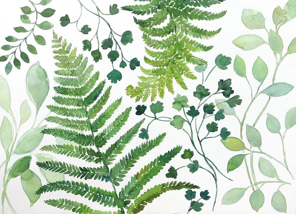 Fresh Fern Foliage by Renate Holzner