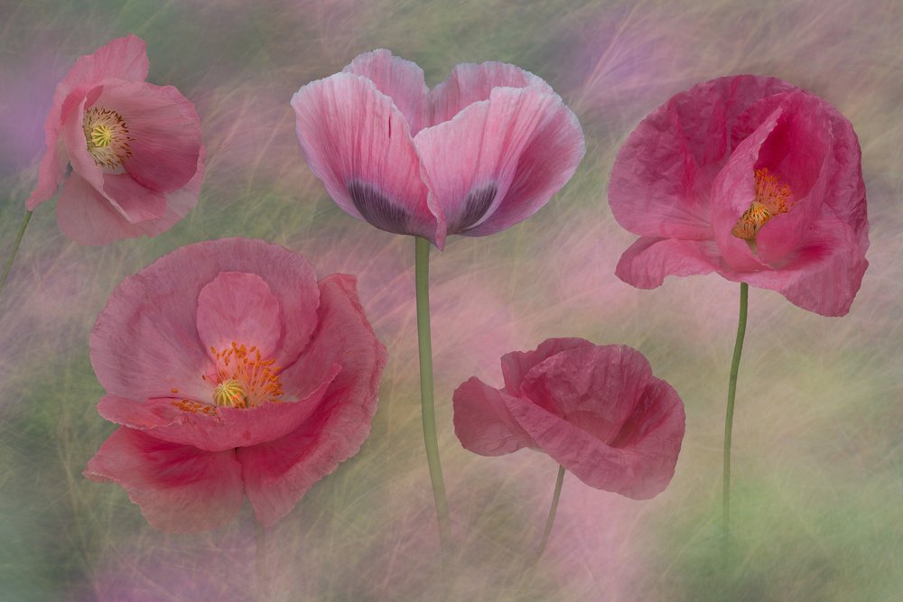 Dreamy Pink Poppies by Richard Urbanski