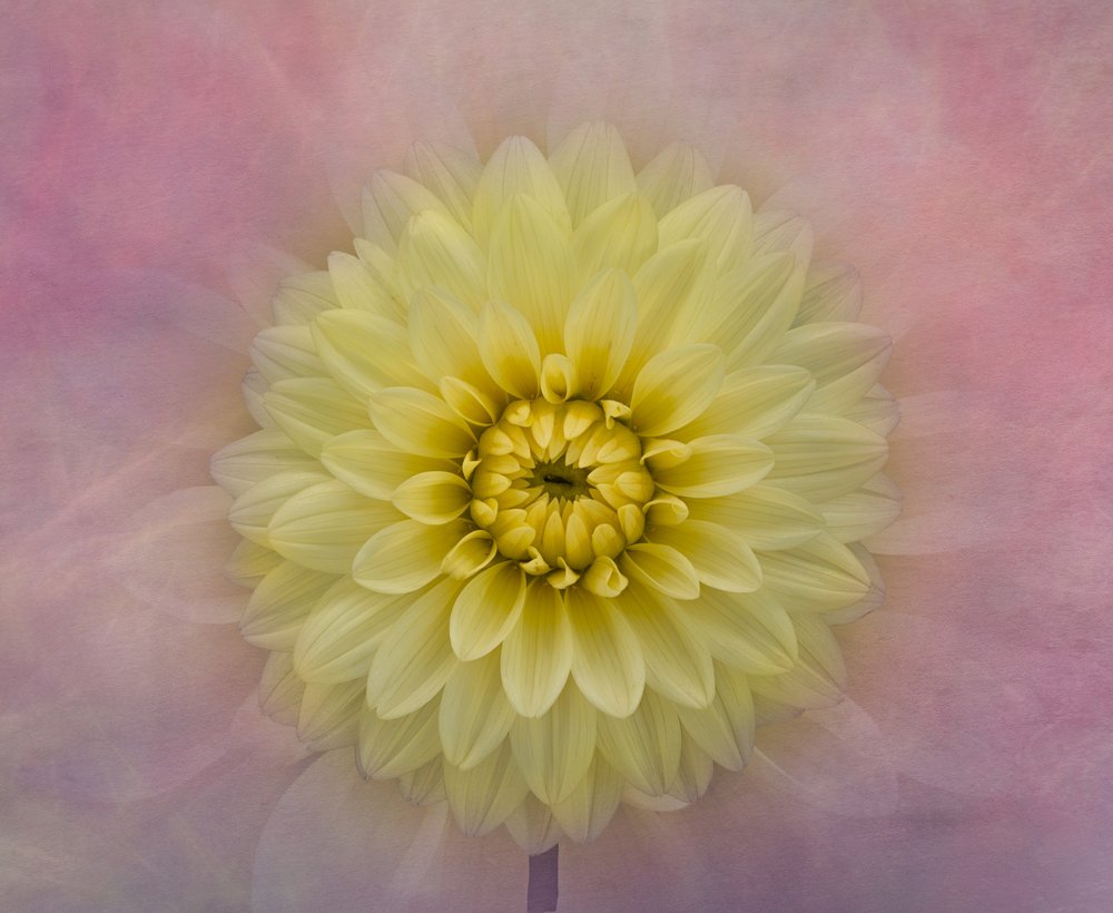 Soft Yellow Dahlia Bloom by Richard Urbanski