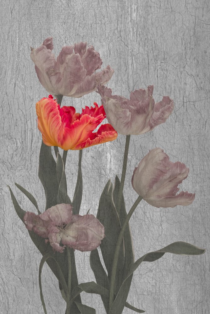 Vibrant Parrot Tulips by Richard Urbanski