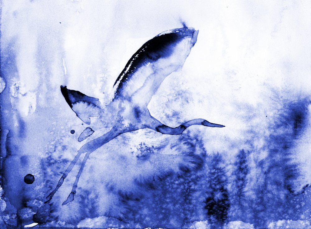 Graceful Blue Heron by RodMacIver