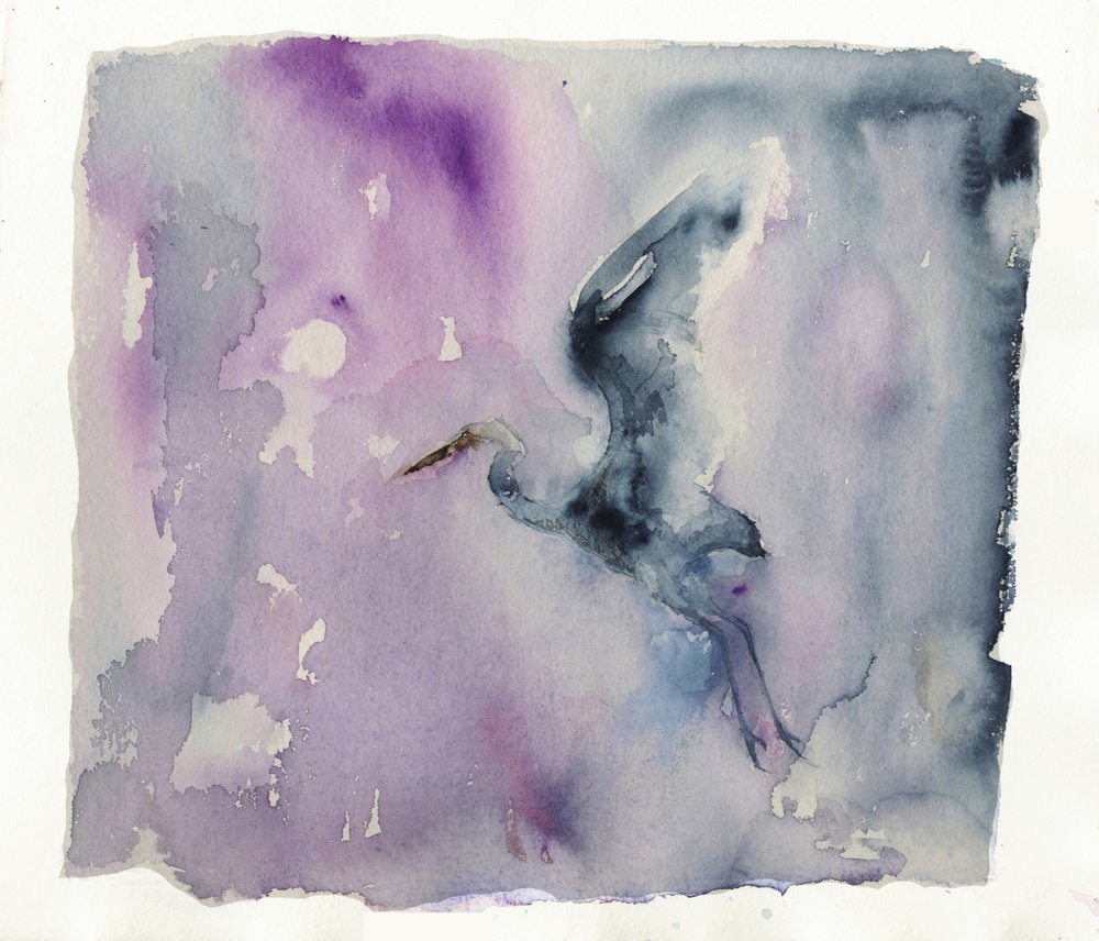 Purple Heron Flight by RodMacIver