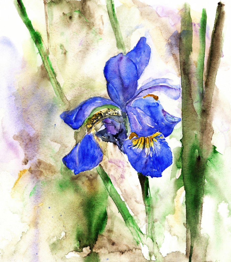 Vibrant Blue Iris by RodMacIver