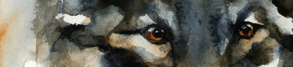 Wild Wolf Eyes by RodMacIver