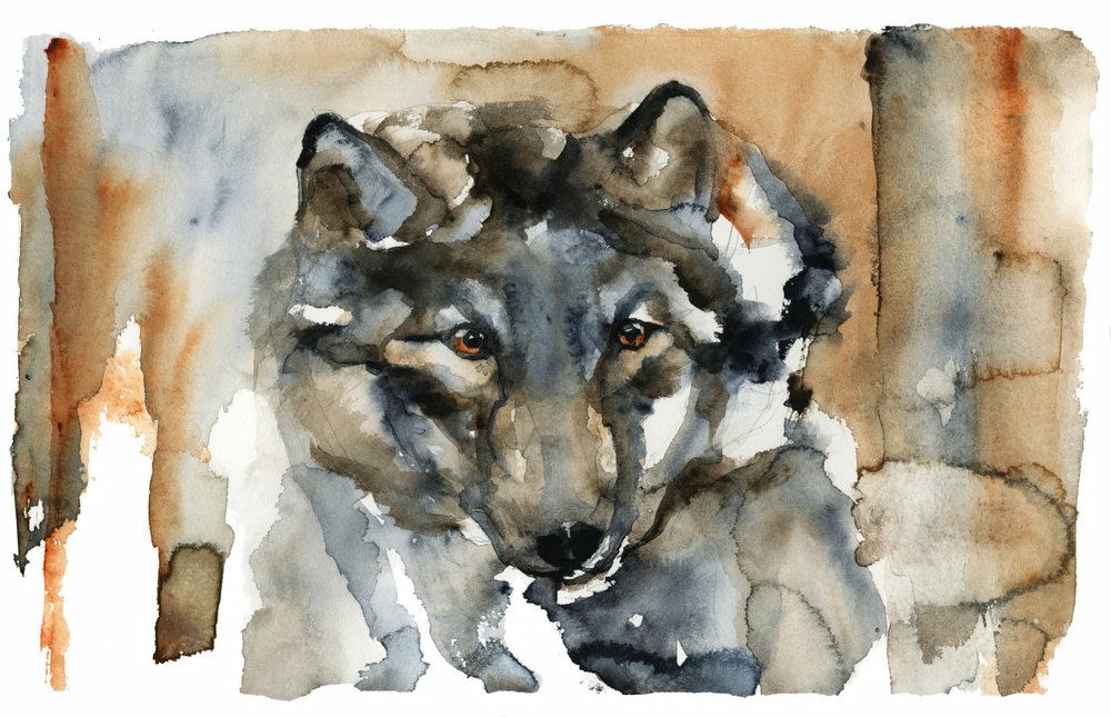 Wild Wolf Watercolor by RodMacIver
