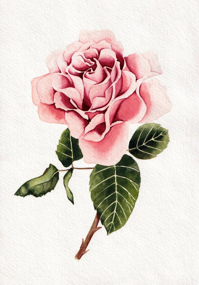 Elegant Pink Rose Bloom by Salome