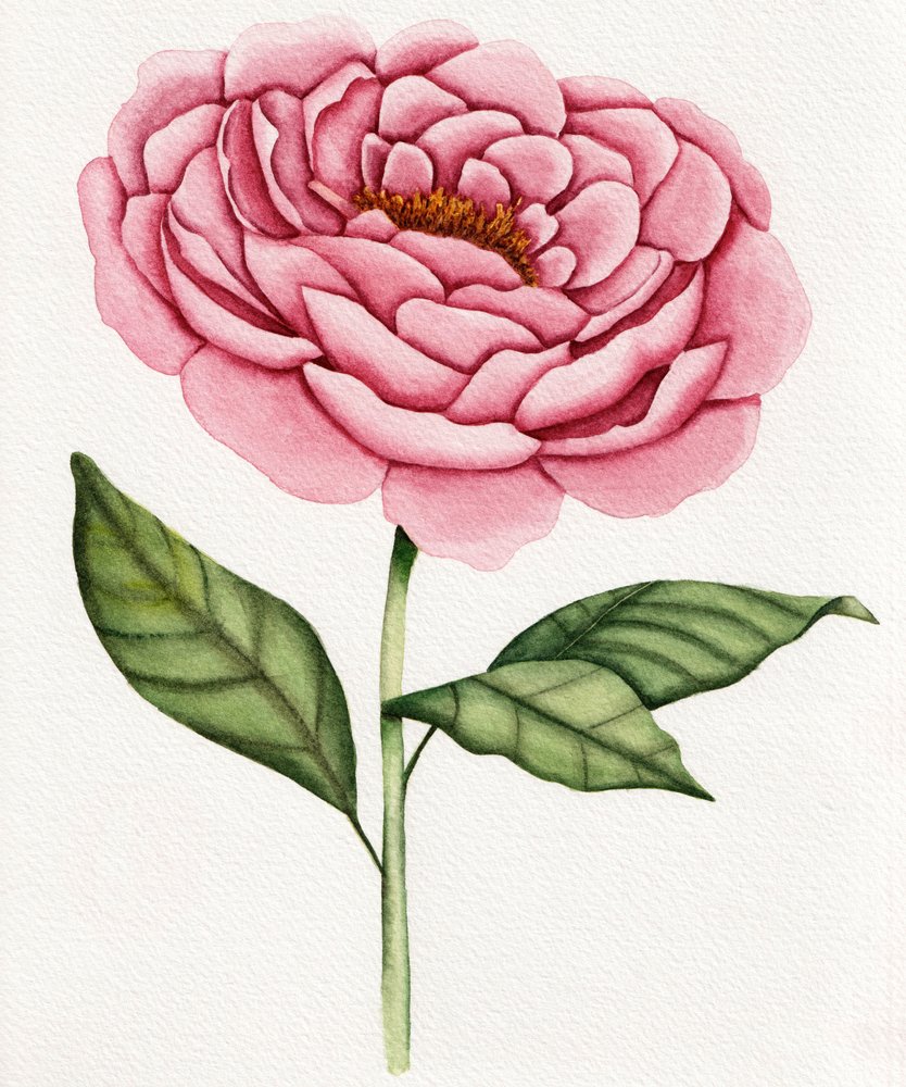 Watercolor Pink Peony by Salome