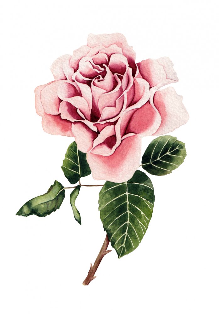 Watercolor Pink Rose by Salome