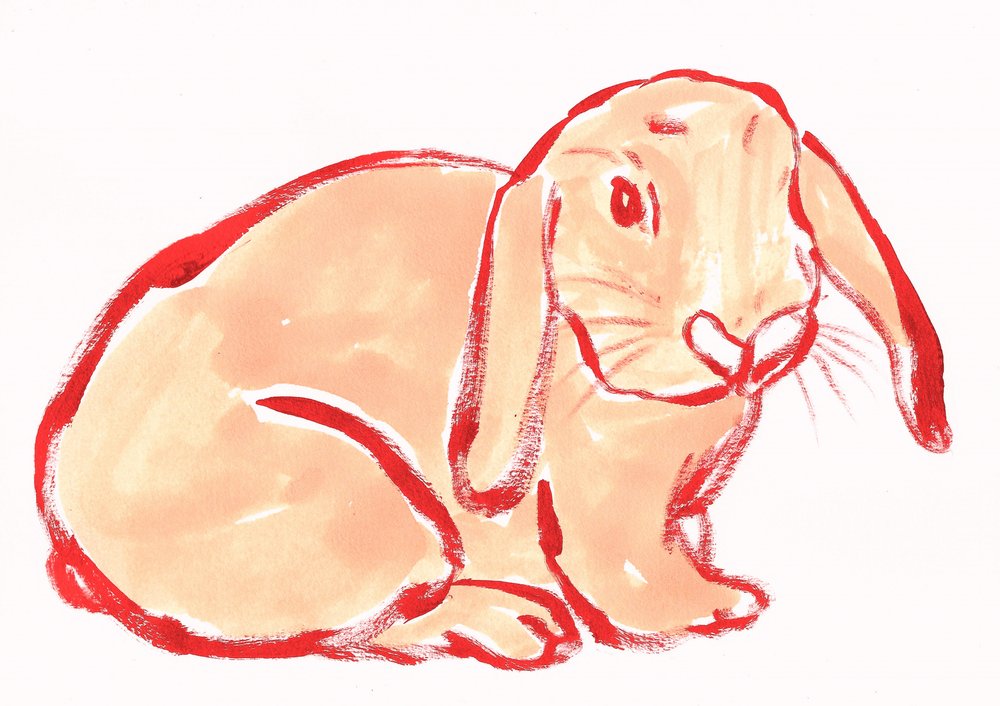 Bunny Cute 4 by Santhosh ch