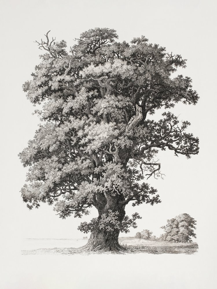 Tree Studies After Nature With Regard To Landscape Drawing by S.h. Petersen