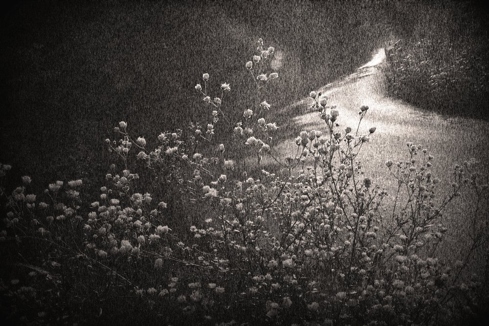 Dreamlike Winding Path by Sheila Bernard