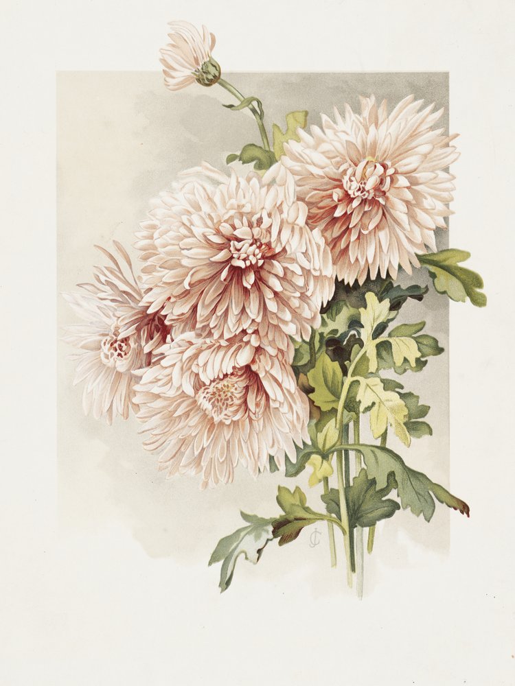 Chrysanthemums by Sidney Thomas Callowhill