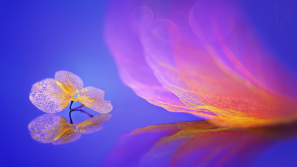 Golden Petal Reflection by Sophie Pan