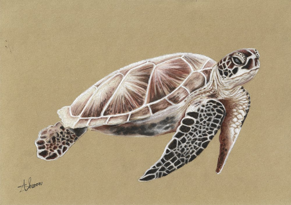 Swimming Sea Turtle by Sunet Theron
