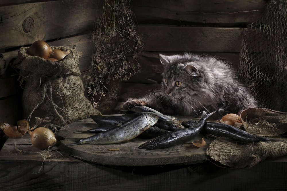 Curious Cat And Fish by Svetlana Pavlоvskaja