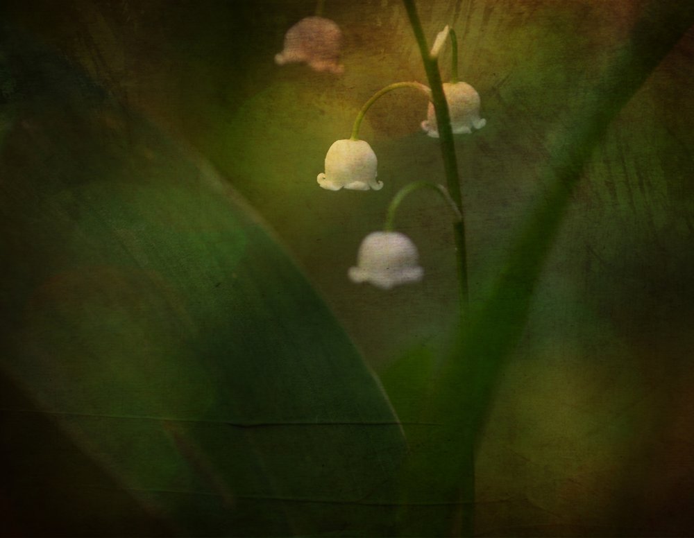 Dreamy Lily of the Valley by Ulrike Eisenmann