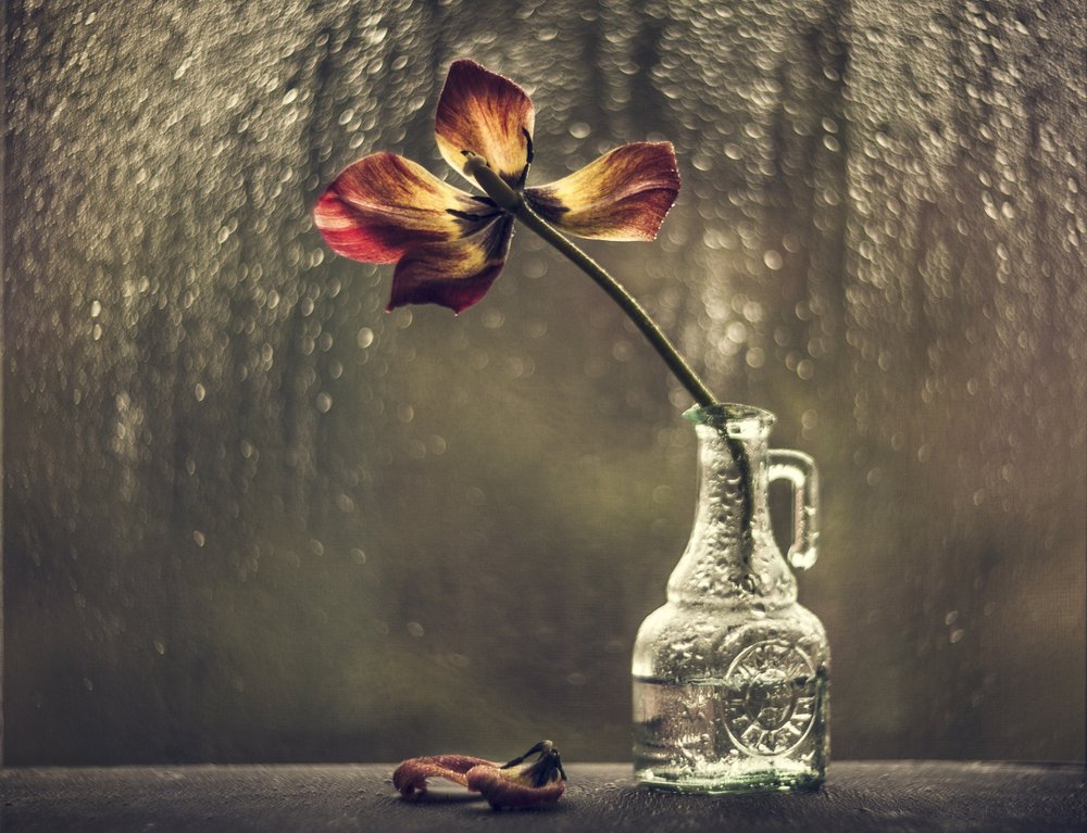 Withered Tulip Rainy Window by Valeriya Tikhonova