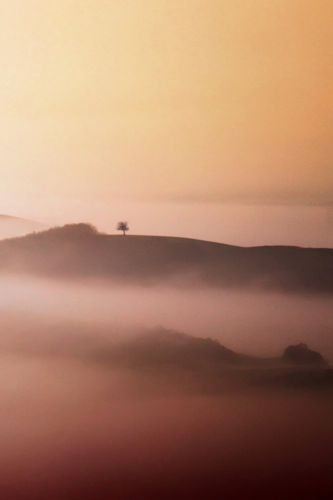 Lone Tree Golden Mist by Vanja Tajnsek