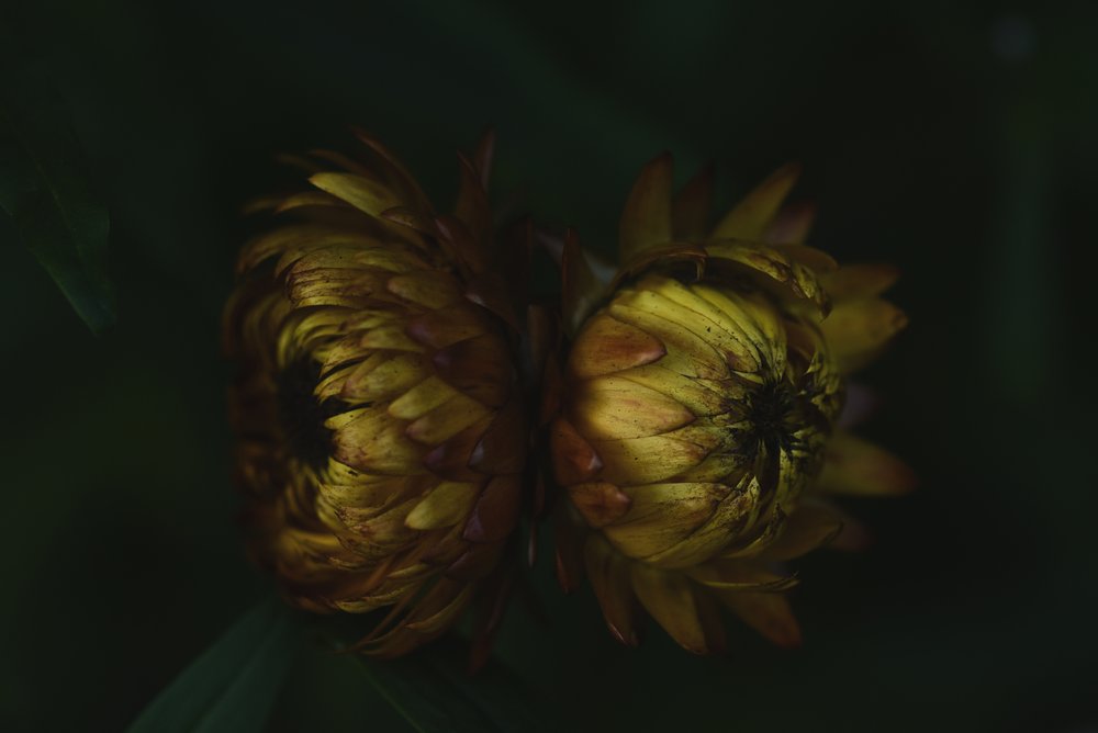 Golden Flower Buds by Vedrana Domazet
