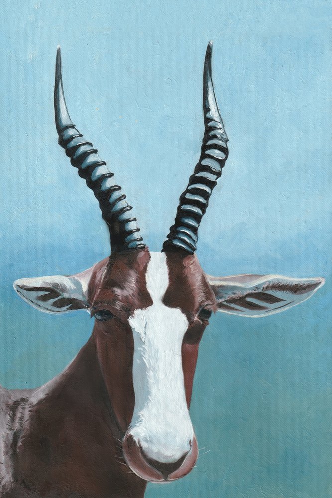 Blesbok Antelope Gaze by Viccy Wanliss