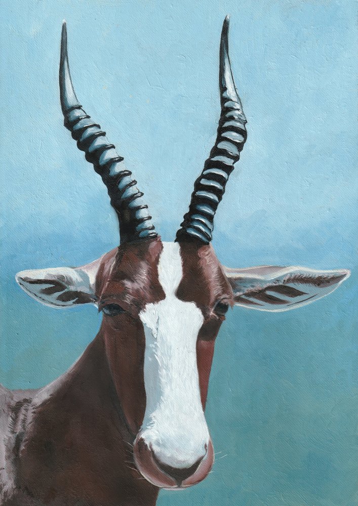 Blesbok Antelope Portrait by Viccy Wanliss