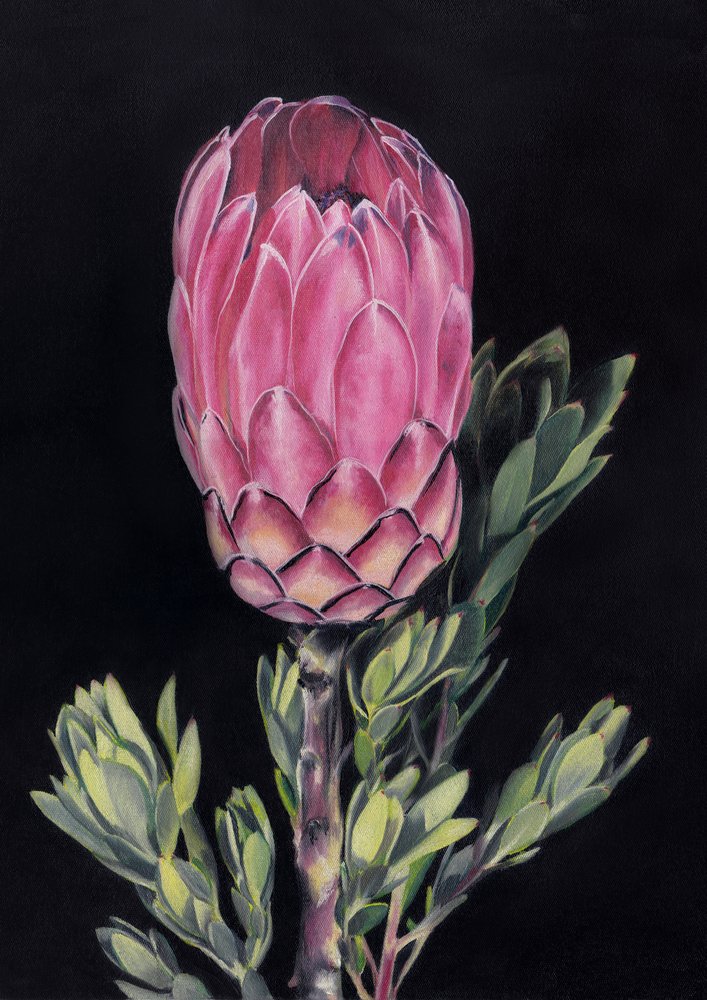 Exotic Pink Protea by Viccy Wanliss